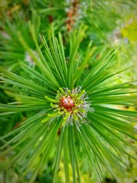 Full frame shot of pine tree