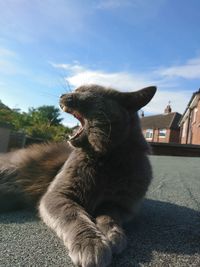 Close-up of cat yawning