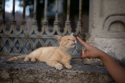 Cat lying on hand