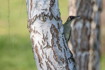 Isolated green woodpecker hiding behind a tree