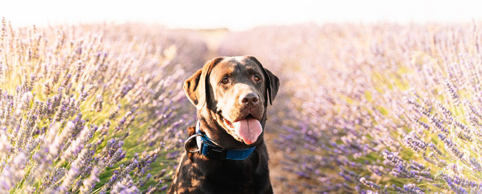 Close-up of a dog on field