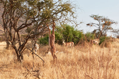 Gerenuk standing on two legs to eat