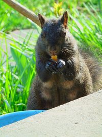 Close-up of squirrel eating food