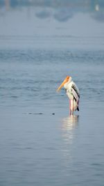 View of bird in sea