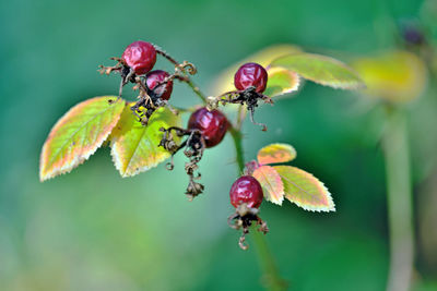 Close-up of insect on plant