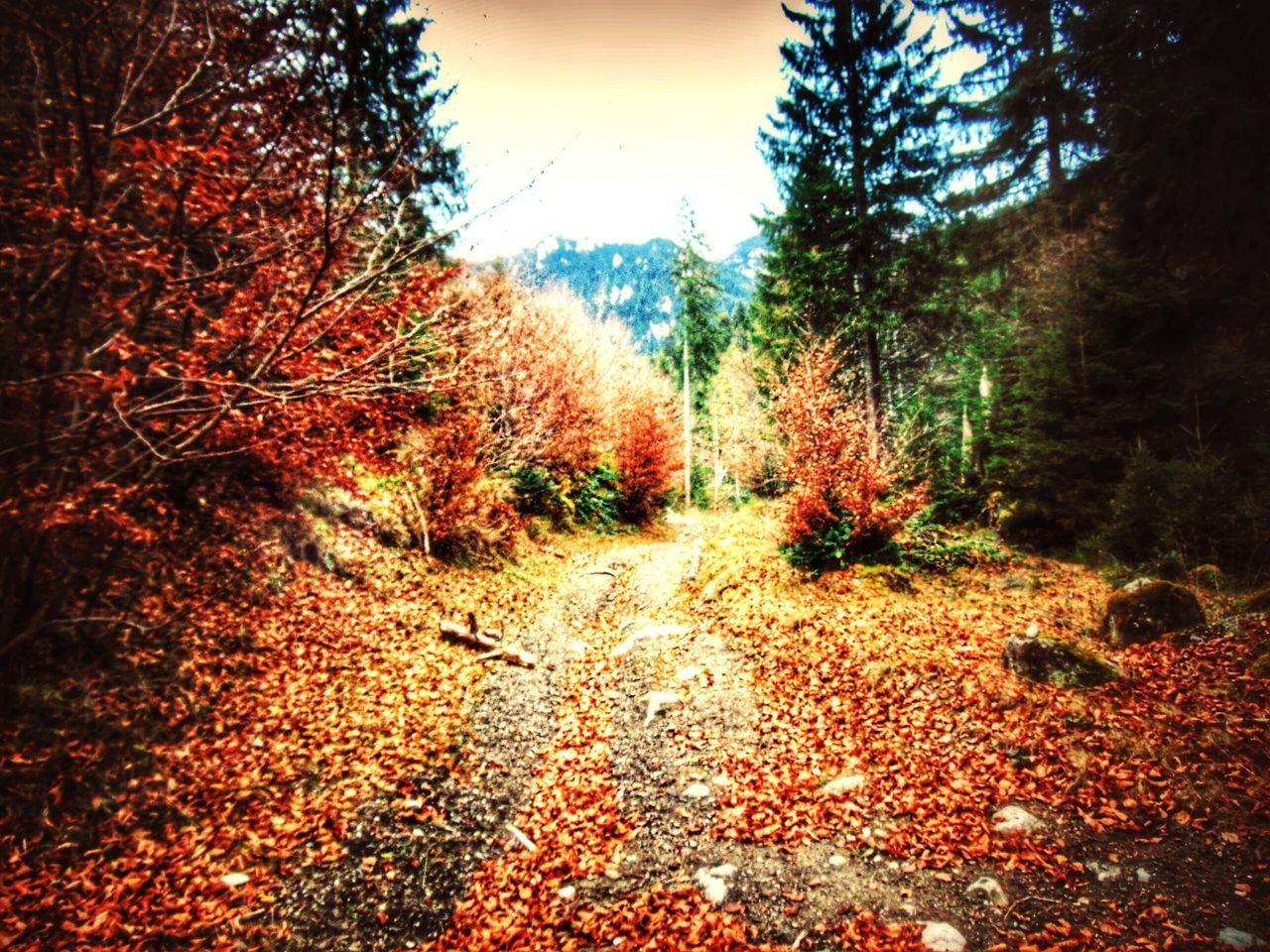 tree, autumn, tranquility, tranquil scene, change, nature, beauty in nature, scenics, growth, season, leaf, sky, the way forward, landscape, non-urban scene, orange color, outdoors, idyllic, branch, no people