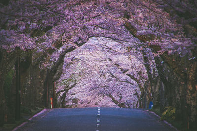 Pink cherry blossoms on road amidst trees