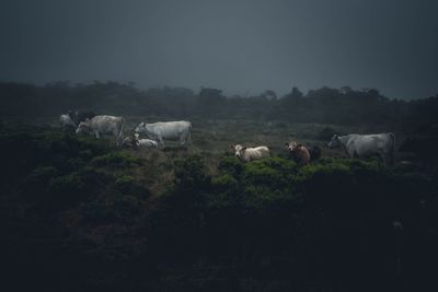 Cows on field against sky