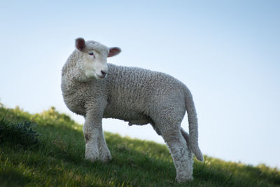 Sheep in a field