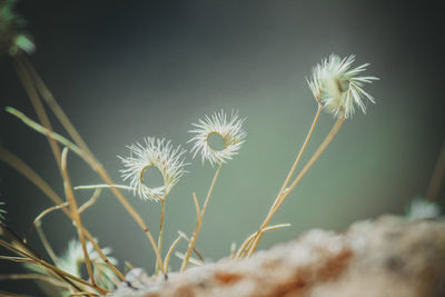 Close-up of dandelion on plant