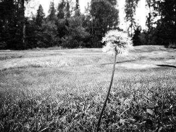 Flowers growing in field