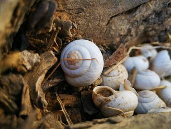 Close-up of snail