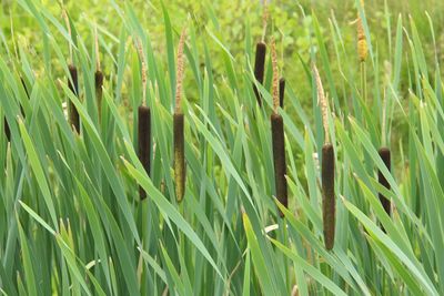 Close-up of wheat growing on field