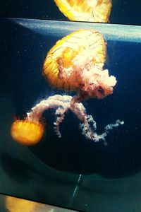 Close-up of jellyfish swimming in water