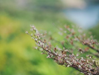 Close-up of flowering plant on field