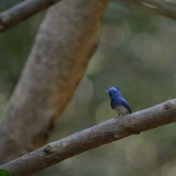 Close-up of bird perching on branch