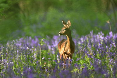 A roe deer in bluebells