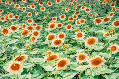 Full frame shot of flowers