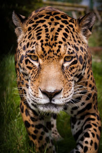 Close-up of a tiger