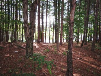 Trees growing in forest