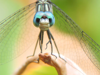 Close-up of insect on hand