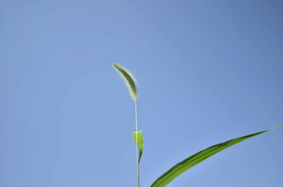 Close-up of plant against clear blue sky