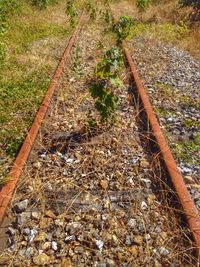 High angle view of plants growing on field