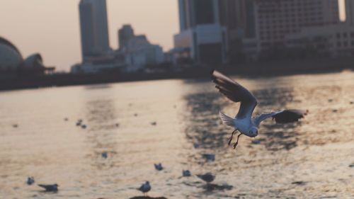 Close-up of seagull flying over sea in city