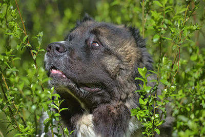 Close-up of a dog