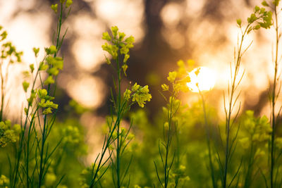 Mustard yellow flowers blooming in agriculture field at sunset