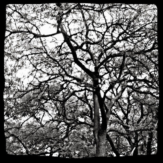 tree, plant, transfer print, auto post production filter, nature, branch, no people, low angle view, backgrounds, tranquility, sky, beauty in nature, day, outdoors, full frame, bare tree, growth, silhouette, forest, scenics - nature, tree canopy, cherry blossom