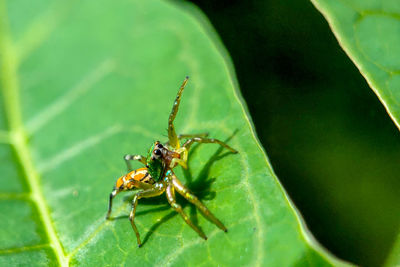 Close-up of spider on leaf