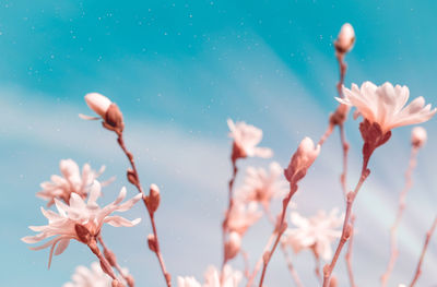 Low angle view of cherry blossom