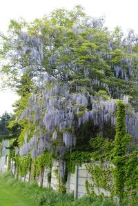 Trees growing in park