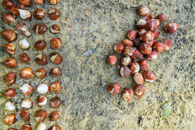 High angle view of fruits