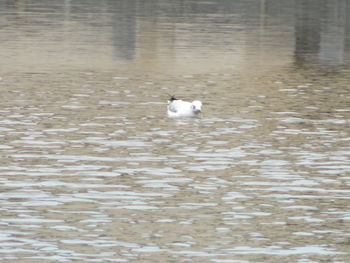 View of dog in water