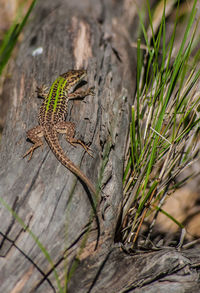 Close-up of lizard on tree