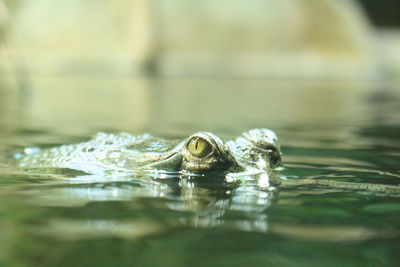 Close-up of turtle in water