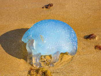 Jellyfish washed ashore.