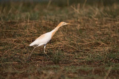 Close-up of bird on field