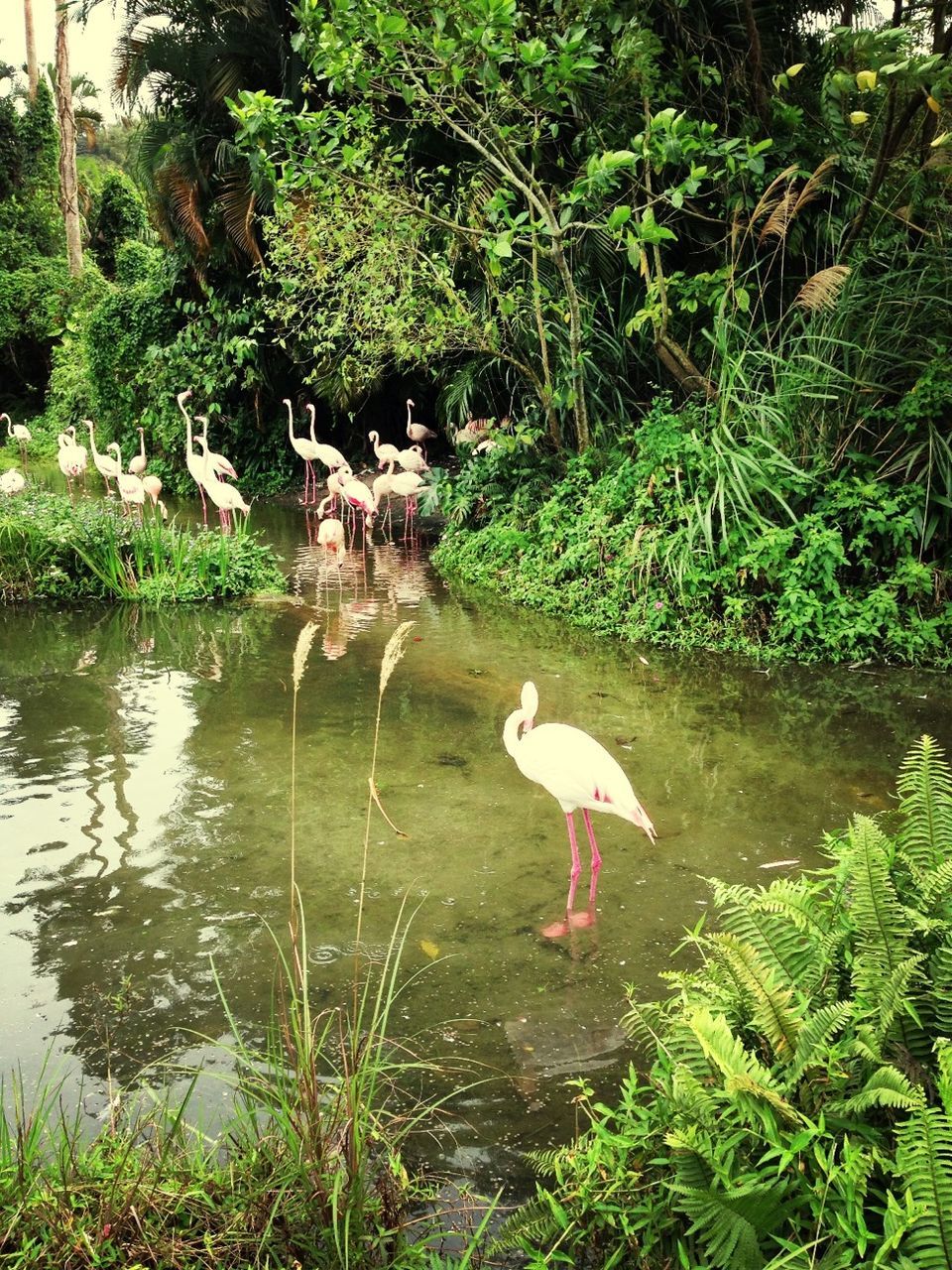 animal themes, bird, animals in the wild, wildlife, water, lake, reflection, grass, swimming, tree, swan, duck, nature, plant, pond, waterfront, water bird, green color, two animals, outdoors