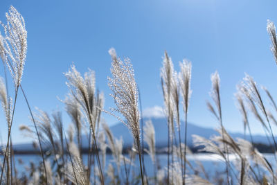 Close-up of stalks against clear sky during winter