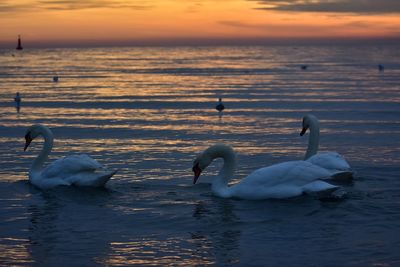 White swans during the sunrise over the baltic sea in gdynia poland