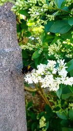 Close-up of bee pollinating flower