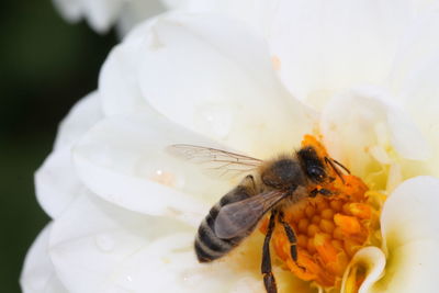 Close-up of insect on white flower