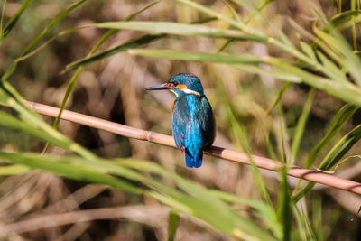 Bird perching on a branch