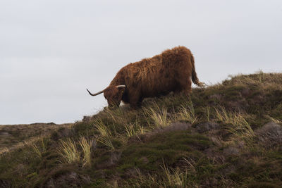 Side view of cow on field against sky