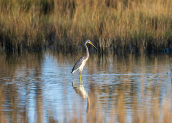 animal wildlife