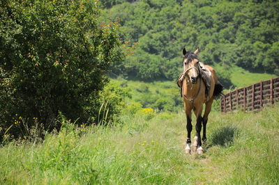 Horse standing in a field