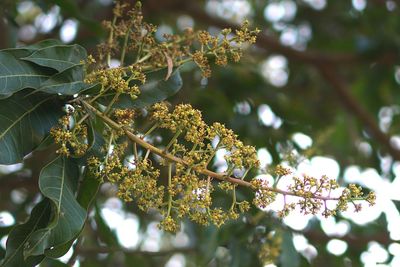 Low angle view of flowering plants on tree